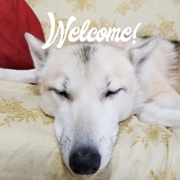 Welcome to my shop! - Picture 2 of 3